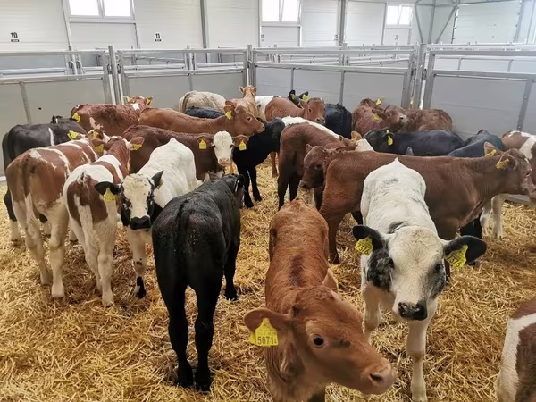Bull, Cattle