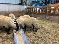 Қой, White Suffolk sheep — 2-сурет