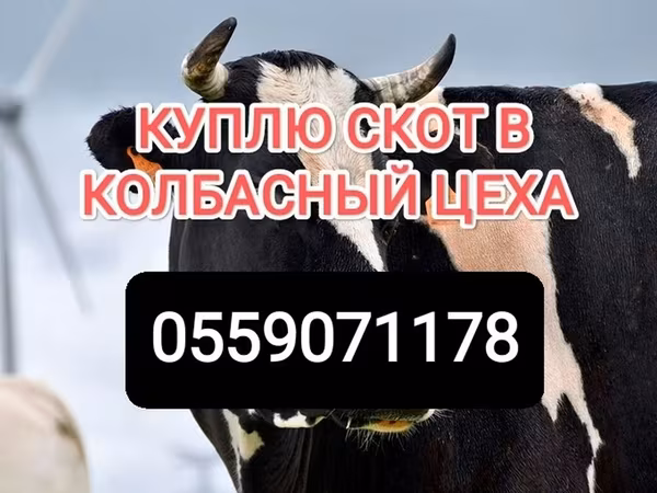 Бұқа, Ірі қара — Қырғызстан