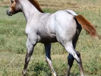 Stute, Quarter Horse — Foto 4