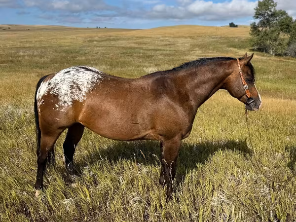 Айғыр, Horses of Sable Island