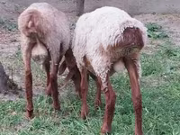 公羊, Sheep — 照片 7