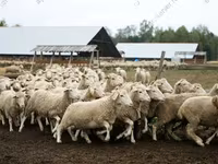 Widder, Dorper sheep — Foto 8