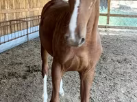 Horse (M), Horses — photo 7