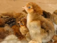 Chickens — 3-сурет