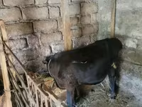 Bull, Cattle — photo 2
