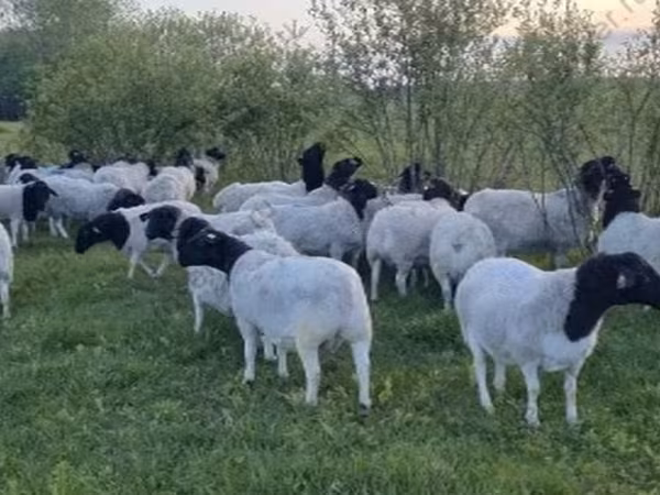 Schaf, Dorper sheep