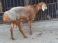 كبش, Saryarka sheep — الصورة 3