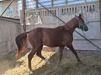 Horse (M), Arabian horse — photo 2