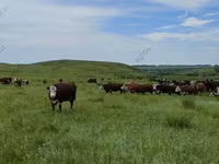 Cow, Cattle — photo 2