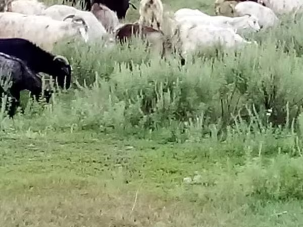 Ешкі, Ешкілер — Қазақстан