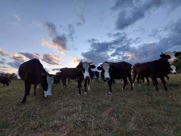 Сиыр, Yaroslavl cattle — Ресей