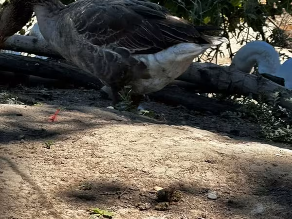 Geese — Қырғызстан