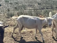 Ешкі, LaMancha goats — 6-сурет
