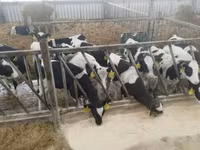 Kuh, Simmental cattle — Foto 8
