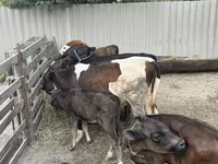 सांड, Russian Black pied cattle — फ़ोटो 5