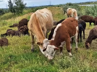 Vaca, Ganado vacuno — foto 6