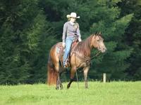 Hengst, Quarter Horse — Foto 4