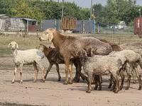 Қошқар, Hissar sheep — 1-сурет