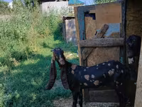 Goat, Kamori goats — photo 2