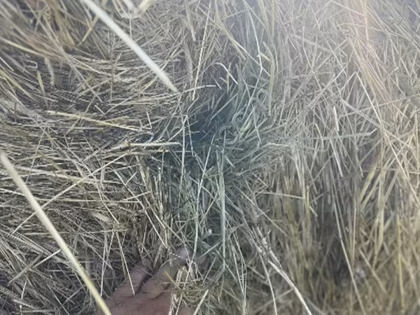 Сено в рулонах