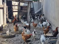 Chickens — Foto 5