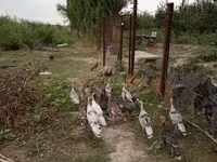 Turkeys — फ़ोटो 2
