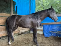 Horse (M), French Trotter — photo 1