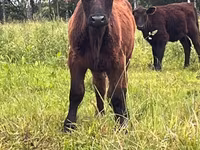 Cow, Aberdeen-Angus — photo 2