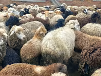 Қой, Katum sheep — 3-сурет