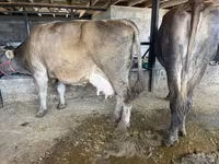 Сиыр, Swiss cattle — 8-сурет
