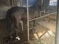 Бие, Friesian sport horse — 3-сурет