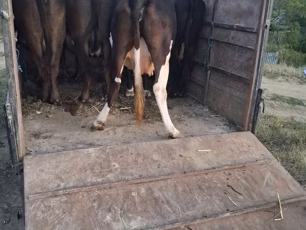 公牛, Cattle
