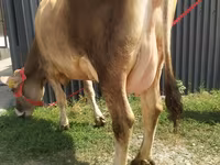 Сиыр, Swiss cattle — 1-сурет