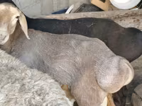Ram, Hissar sheep — photo 5