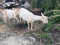 Goat, Saanen goat — photo 3