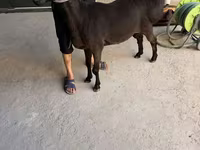 كبش, الأغنام — الصورة 1