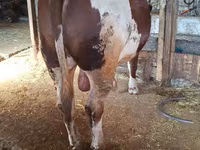 Бұқа, Simmental cattle — 2-сурет