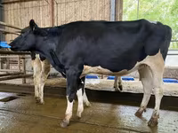 母牛, Holstein breed — 照片 3
