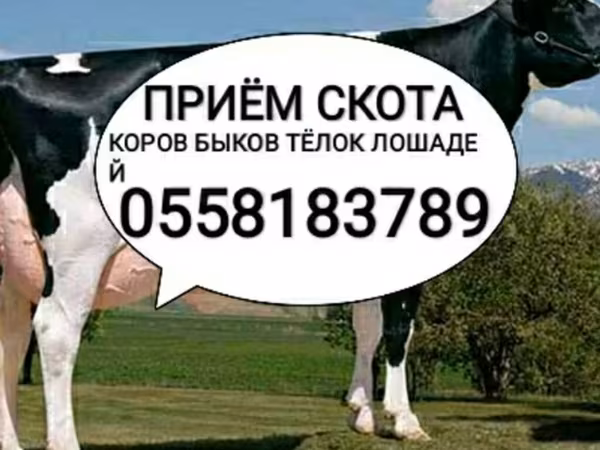 Бұқа, Голштин тұқымы — Қырғызстан