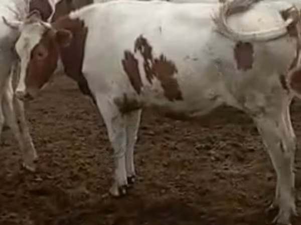 Cow, Simmental cattle
