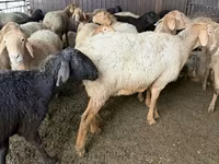 نعجة, Arashan sheep — الصورة 1