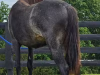 Mare, Rocky Mountain Horse — photo 5