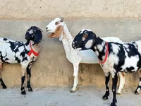 Ziege, Beetal goats — Foto 3