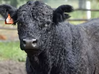 Bull, Holstein breed — photo 5
