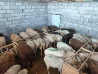 Sheep, Sheep — photo 4