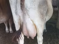 Сиыр, Swiss cattle — 2-сурет