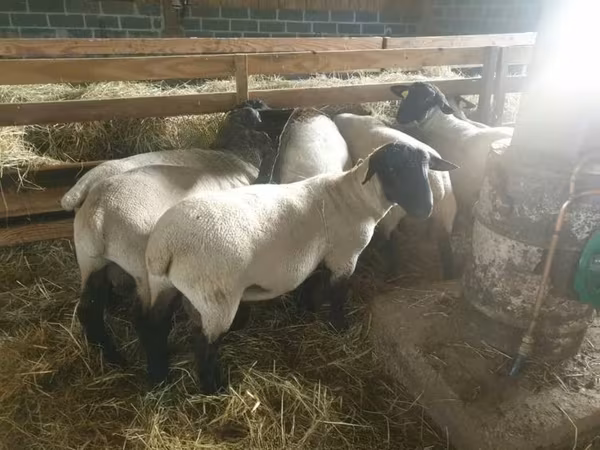 Қой, Baerchuke sheep
