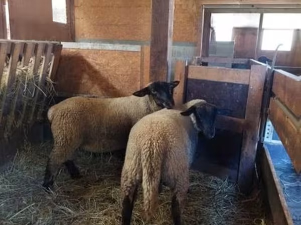 Қой, Baerchuke sheep