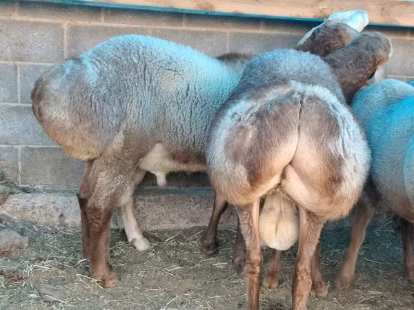 Ram, Hissar sheep